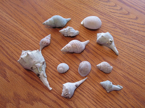 shells