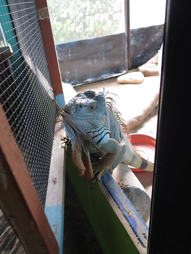 iguana