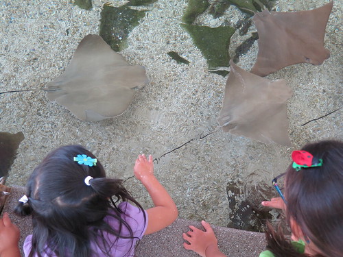 sting rays