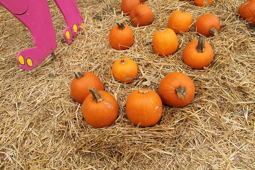 Nadia's pumpkin patch view