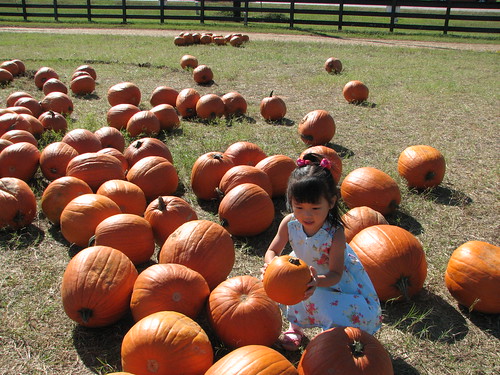 Pumpkin Patch 2009