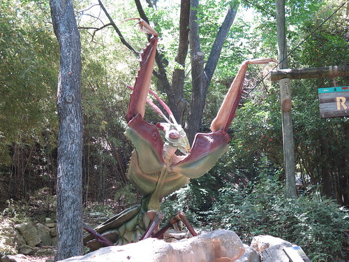 Giant Devil's Flower Mantis