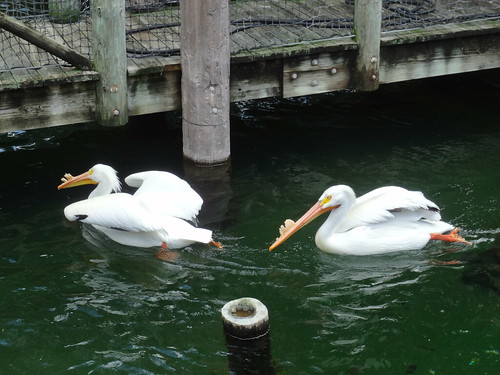 Pelicans