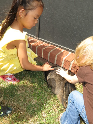 Amelie loved the bunny