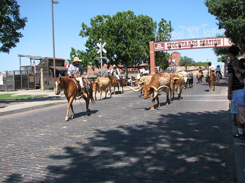 Cattle Drive