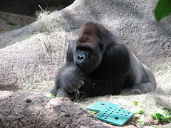 Gorilla