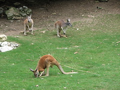 Kangaroos