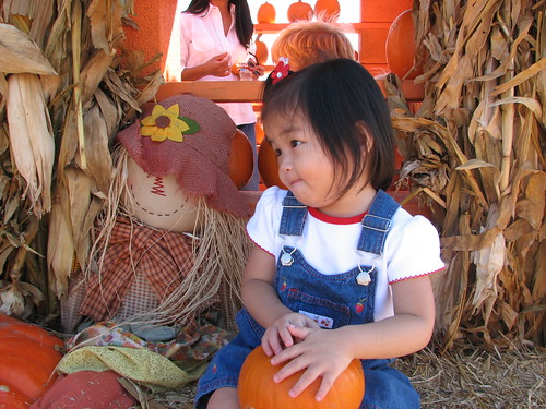 Pumpkin Patch 2008