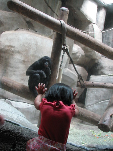 Nadia and the Chimp