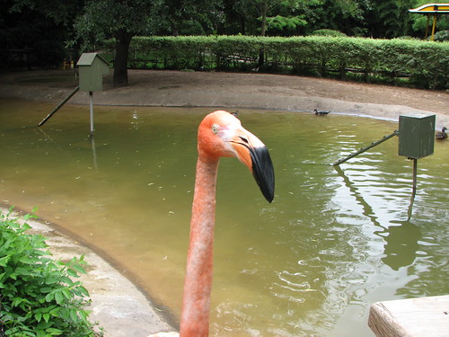 Flamingo