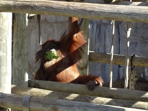 Amelie's 3rd Gotcha Day
