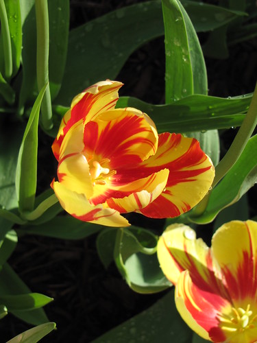 Project 52 - Week 15