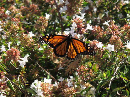 Monarch 2011