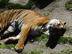 Amelie's 3rd Gotcha Day