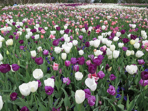 Dallas Arboretum - March 2014
