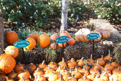 Dallas Arboretum Pumpkins