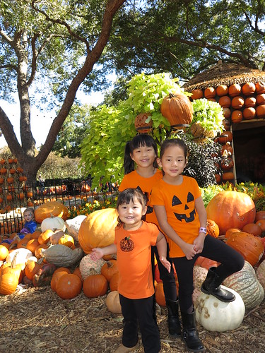 Pumpkins 2014