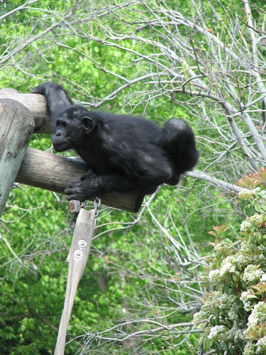 Zoo 3.30.2012