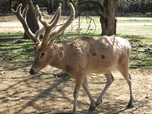 Sharkarosa Wildlife Ranch